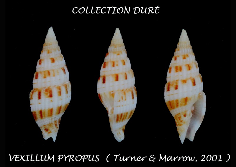 Vexillum pyropus - H. Turner & Marrow, 2001 Panor147
