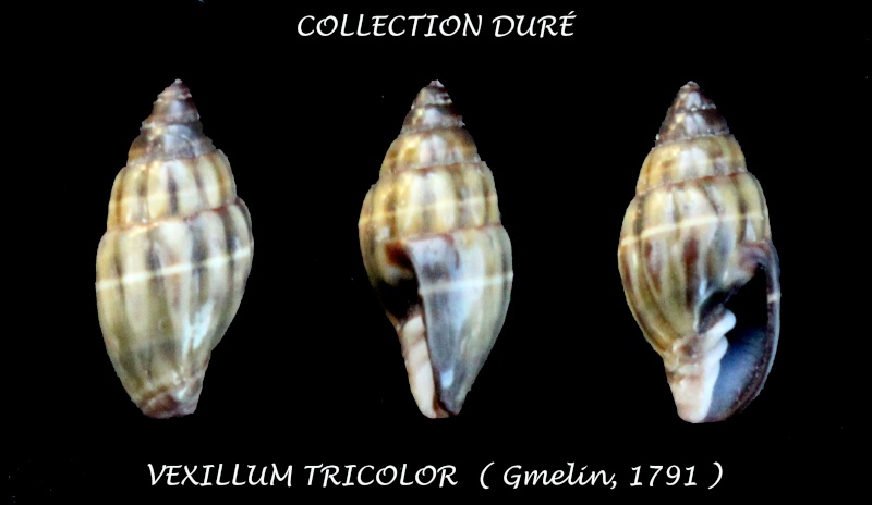Pusia tricolor (Gmelin, 1791) Panor155
