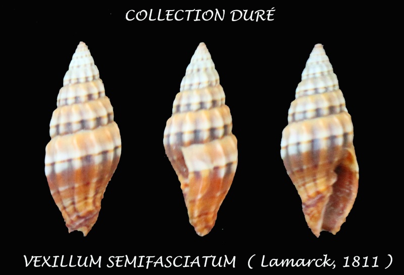 Vexillum semifasciatum (Lamarck, 1811)  Panor191