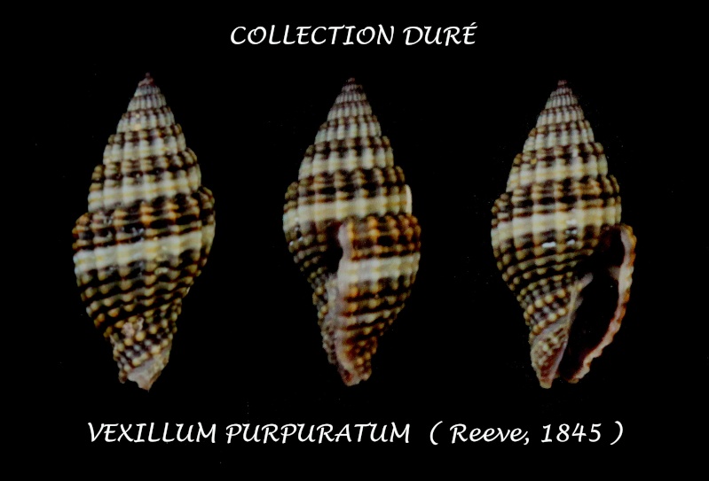 Vexillum purpuratum (Reeve, 1845) Panor200