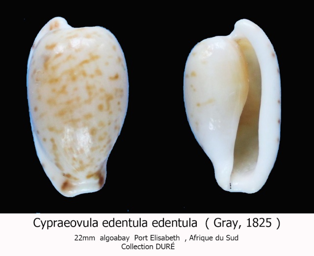 Cypraeovula edentula (Gray, 1825) Panora10