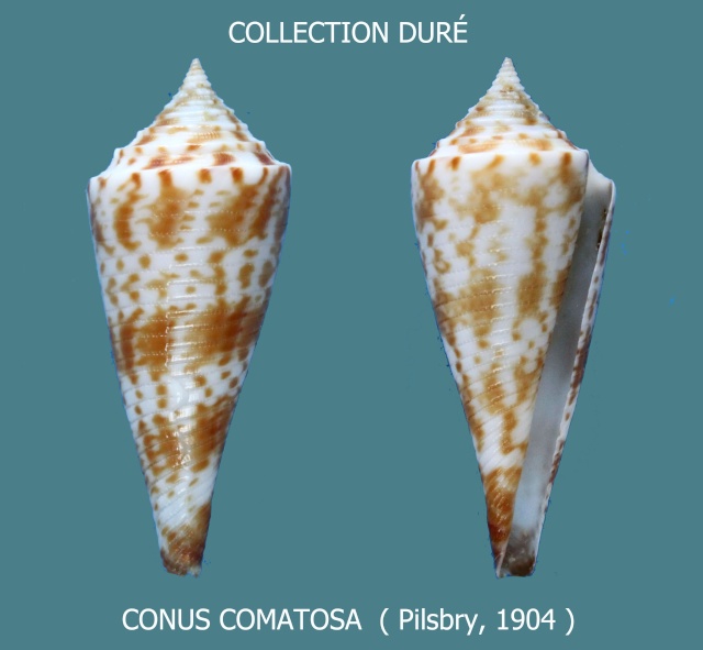 Conasprella (Fusiconus) comatosa (Pilsbry, 1904) Panora12