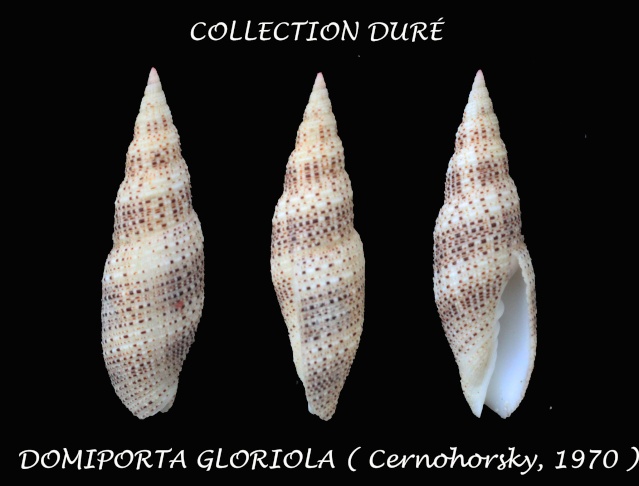 Domiporta gloriola (Cernohorsky, 1970) Panora15