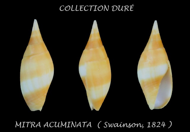 Nebularia acuminata (Swainson, 1824)  Panora19