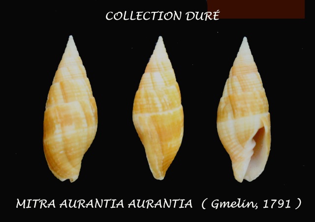 Strigatella aurantia (Gmelin, 1791)  Panora21