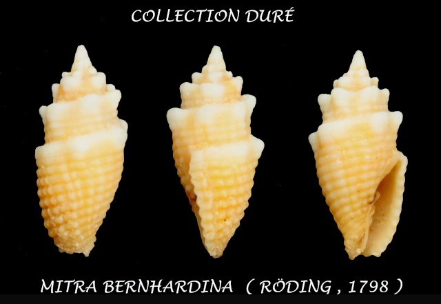 Mitridae - sous-famille provisoire - Condylomitra bernhardina (Röding, 1798) Panora31