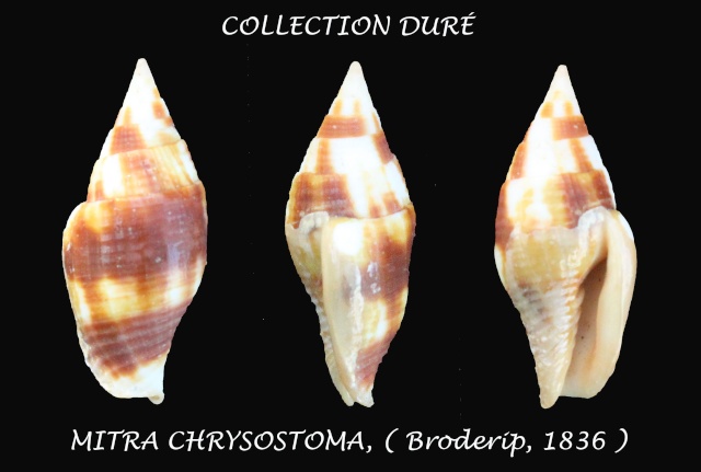 Nebularia chrysostoma Broderip, 1836  Panora34