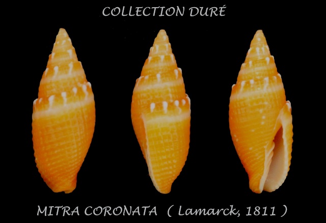 Strigatella coronata (Lamarck, 1811)  Panora37