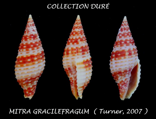 Pseudonebularia gracilefragum (H. Turner, 2007) Panora43