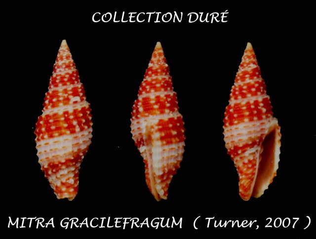 Pseudonebularia gracilefragum (H. Turner, 2007) Panora44