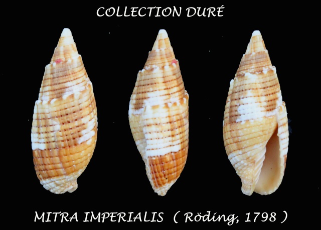 Strigatella imperialis (Röding, 1798) Panora46