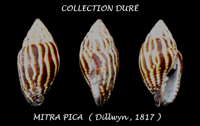 Strigatella pica (Dillwyn, 1817)  Panora54