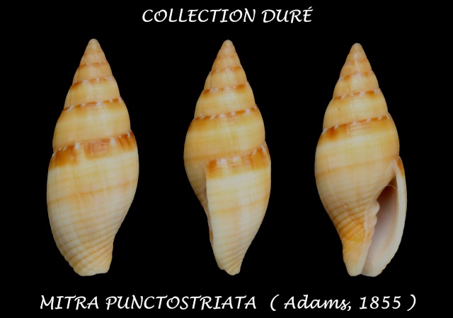 Quasimitra punctostriata (A. Adams, 1855) Panora56