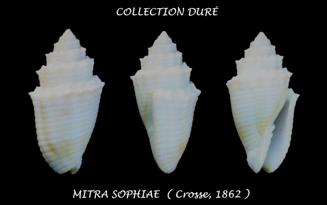 Quasimitra sophiae (Crosse, 1862) Panora63