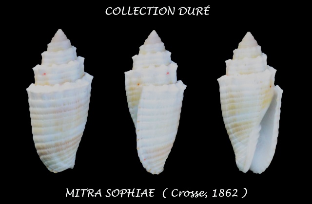 Quasimitra sophiae (Crosse, 1862) Panora64