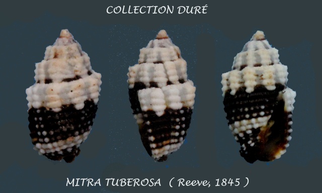 Mitridae - sous-famille provisoire - Condylomitra tuberosa (Reeve, 1845)  Panora70