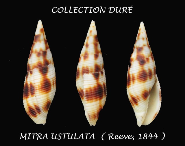 Nebularia ustulata (Reeve, 1844)  Panora72
