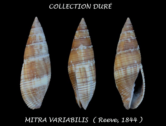 Mitra variabilis Reeve, 1844 Panora73