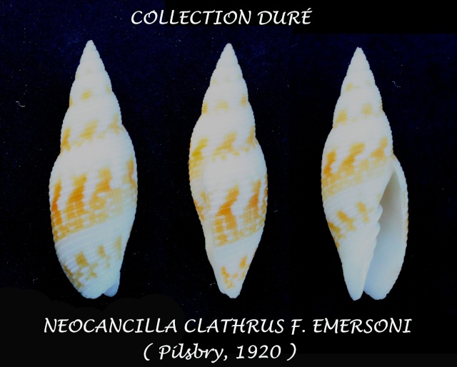 Neocancilla clathrus (Gmelin, 1791)  Panora76