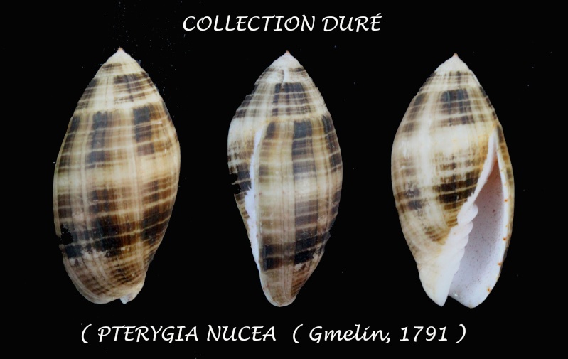 Pterygia nucea (Gmelin, 1791)  Panora81