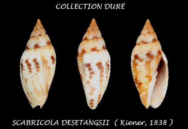 Scabricola desetangsii (Kiener, 1838)  Panora86