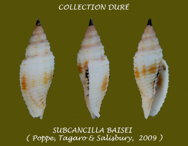 Imbricaria baisei (Poppe, Tagaro & Salisbury, 2009)  Panora91