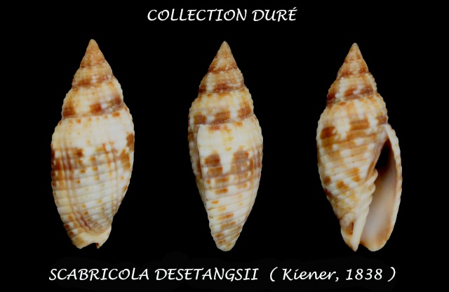 Scabricola desetangsii (Kiener, 1838)  Panora96