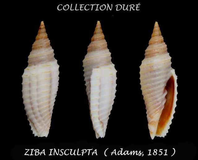 Imbricaria insculpta (A. Adams, 1853) Panora98
