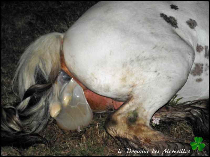 Fantasia des Merveilles pouliche Irish Cob pie smocky black A RESERVER 1er_jo13