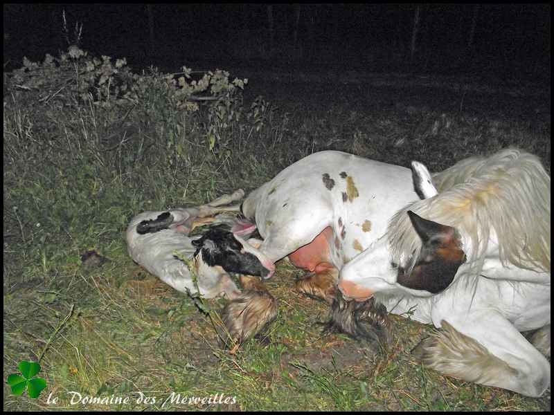 Fantasia des Merveilles pouliche Irish Cob pie smocky black A RESERVER 1er_jo20