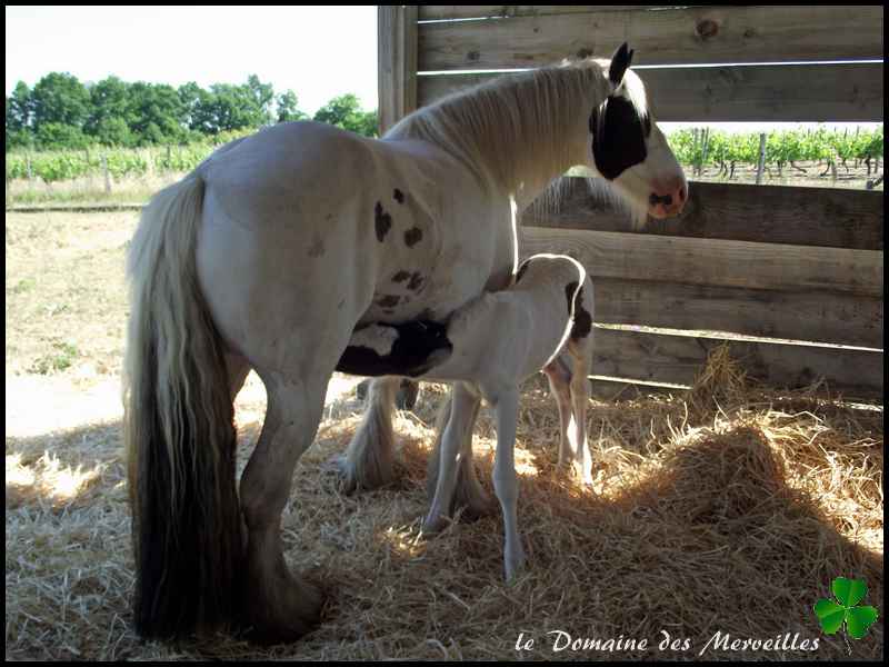 Fantasia des Merveilles pouliche Irish Cob pie smocky black A RESERVER 1er_jo35