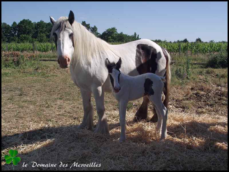 Fantasia des Merveilles pouliche Irish Cob pie smocky black A RESERVER 1er_jo36