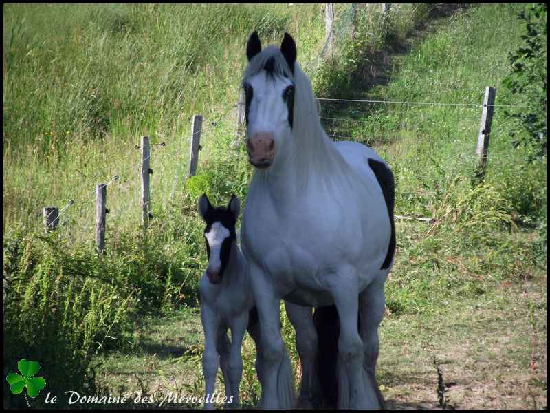 Fantasia des Merveilles pouliche Irish Cob pie smocky black A RESERVER 1er_jo44