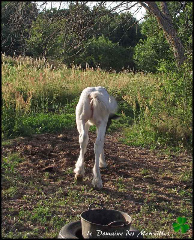 Fantasia des Merveilles pouliche Irish Cob pie smocky black A RESERVER 30_jui23