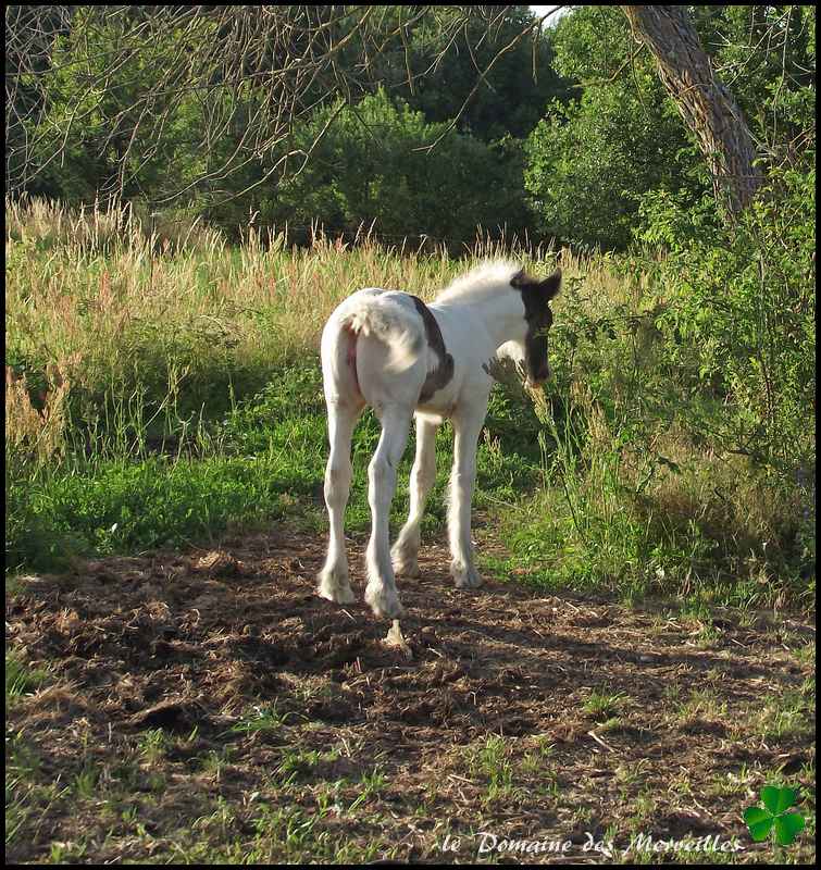 Fantasia des Merveilles pouliche Irish Cob pie smocky black A RESERVER 30_jui24