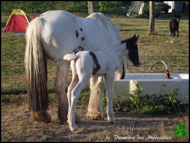 Fantasia des Merveilles pouliche Irish Cob pie smocky black A RESERVER 3_jour21