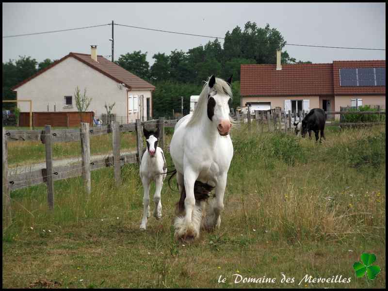 Fantasia des Merveilles pouliche Irish Cob pie smocky black A RESERVER 3_jour40