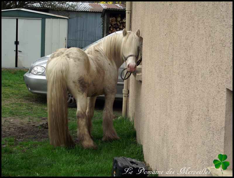 Fantasia des Merveilles pouliche Irish Cob pie smocky black A RESERVER Indy_110