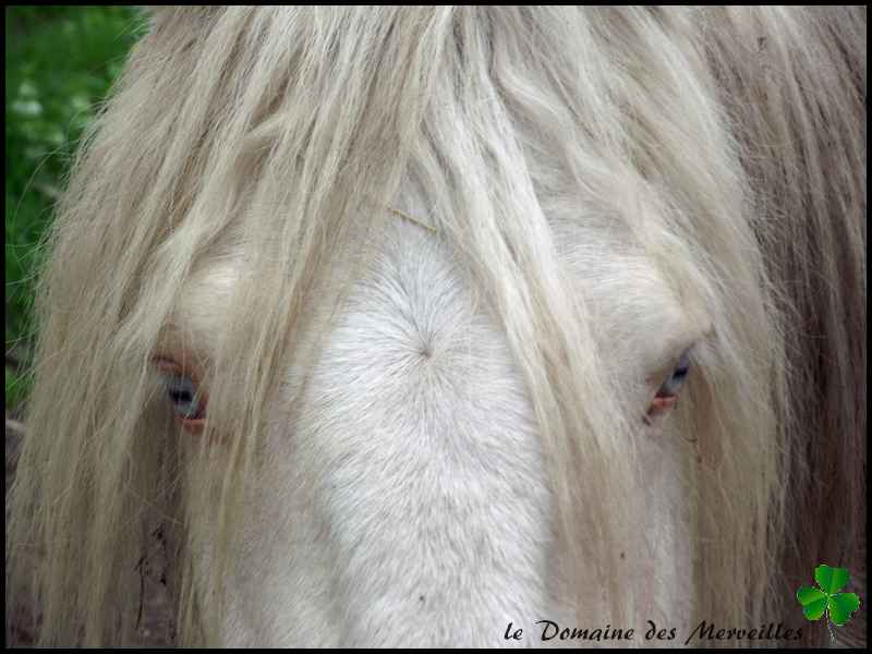 Fantasia des Merveilles pouliche Irish Cob pie smocky black A RESERVER Indy_710