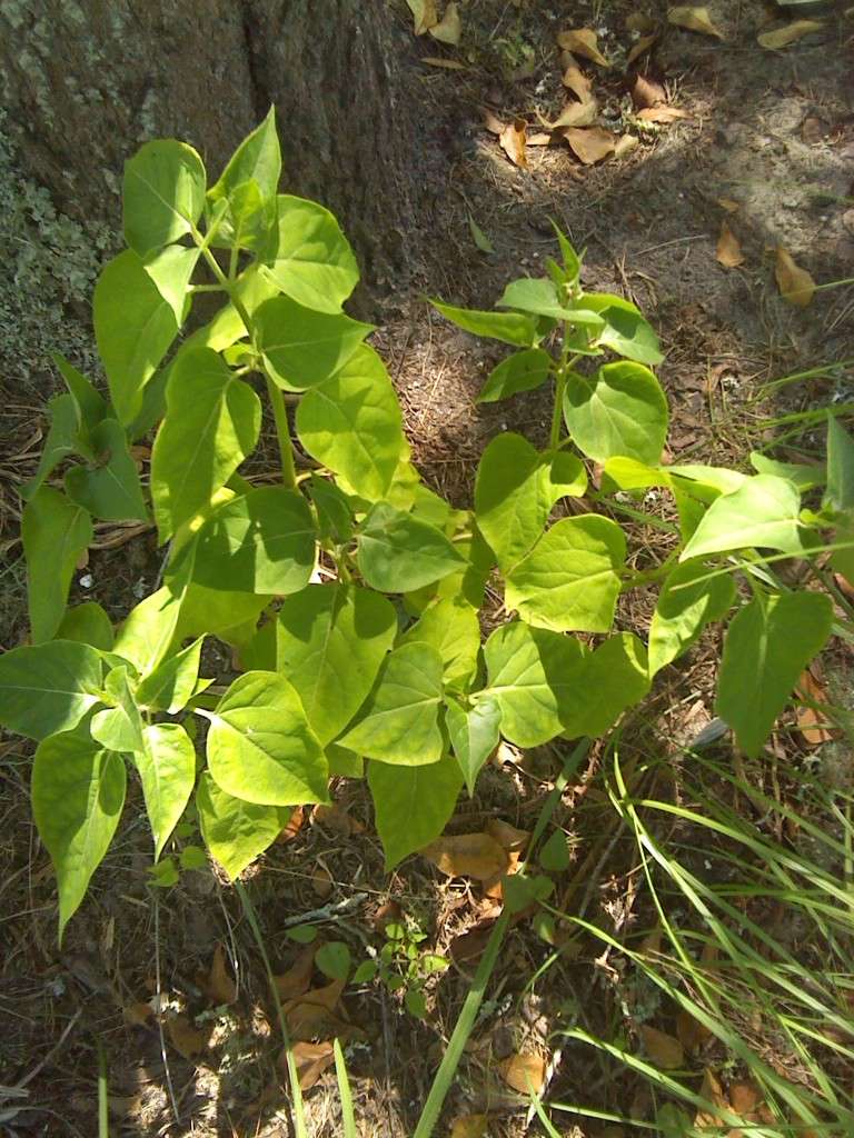 Am I nuturing a beautiful flower or harboring a weed? 00110