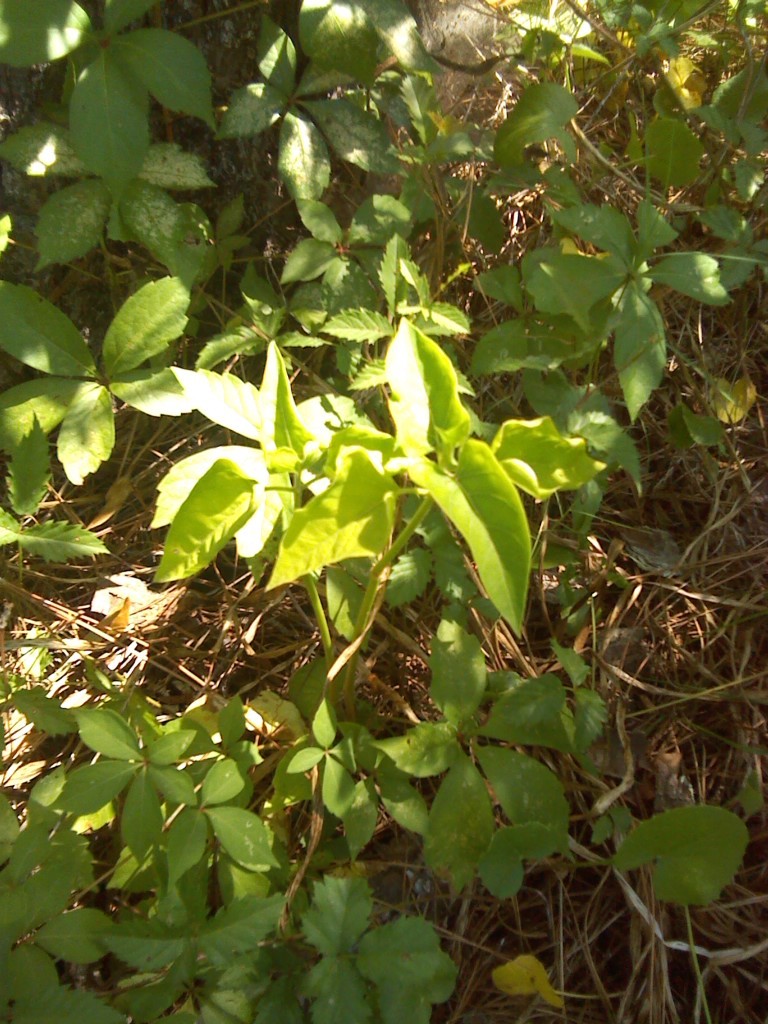 Am I nuturing a beautiful flower or harboring a weed? 00310