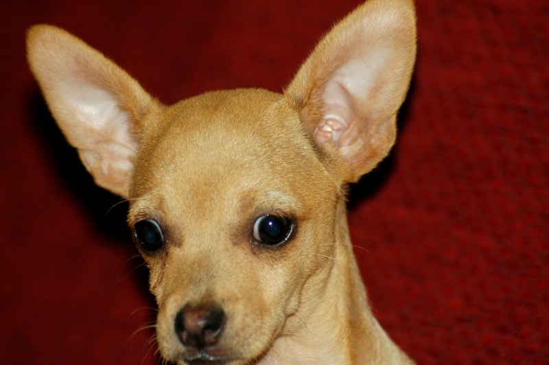 Mes autres poilus ... (des news en photos) - Page 2 15072012