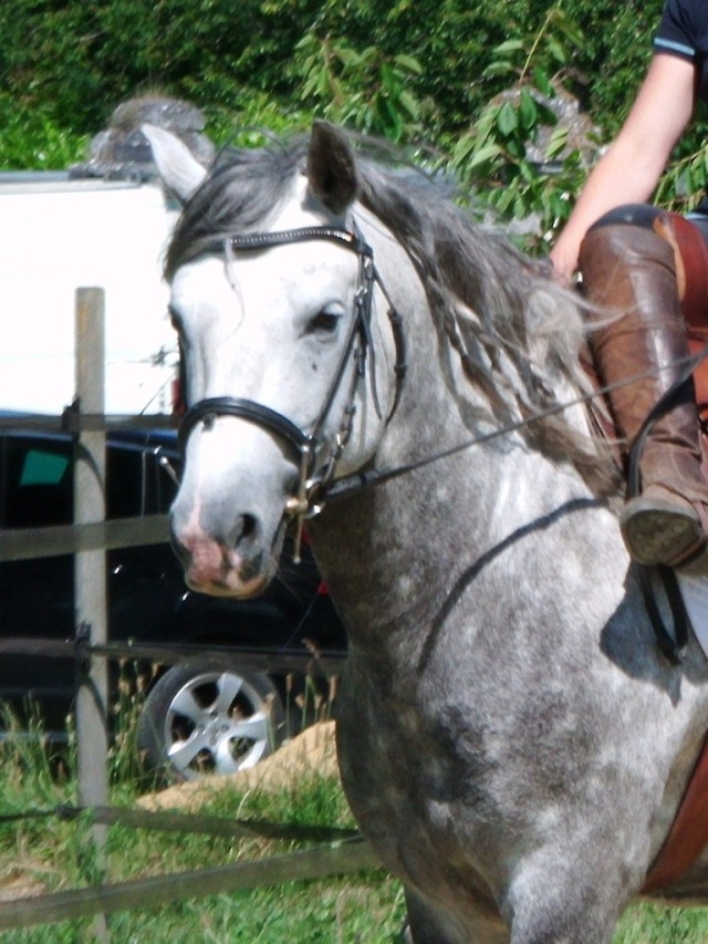 Eros, version jeux à pied et en liberté - Page 7 Cheval10