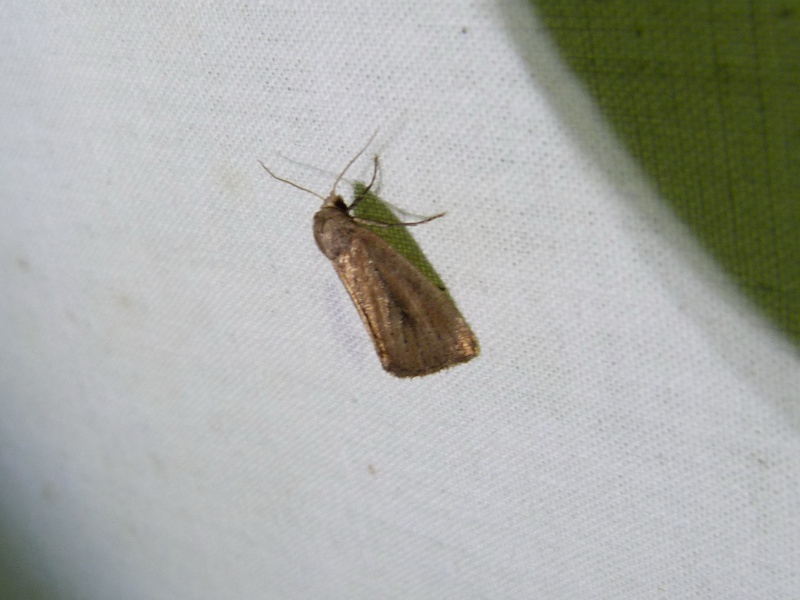 [Gluphisia crenata; Coenobia ruba; Elaphria venustula] Macros du 19 juin; 1-112