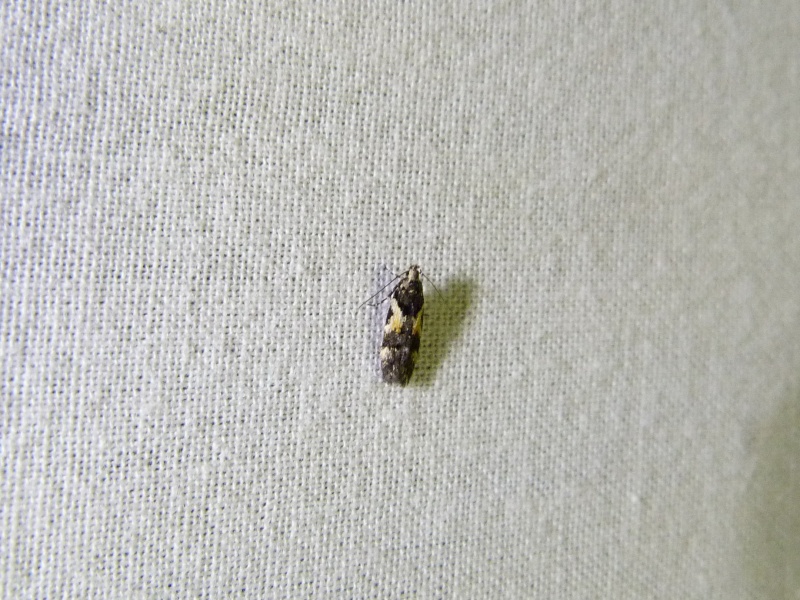 [Teleiodes luculella; Tineidae, Nemapogoninae; Nomophila noctuella]  Micros du 20 juin fin; 1-1tel11