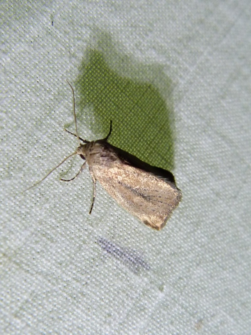 [Gluphisia crenata; Coenobia ruba; Elaphria venustula] Macros du 19 juin; 1-211