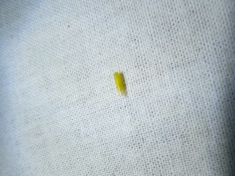 [Teleiodes luculella; Tineidae, Nemapogoninae; Nomophila noctuella]  Micros du 20 juin fin; 1-213