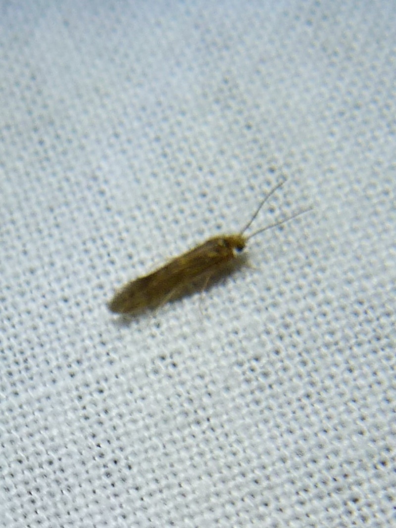 [Teleiodes luculella; Tineidae, Nemapogoninae; Nomophila noctuella]  Micros du 20 juin fin; 1-311