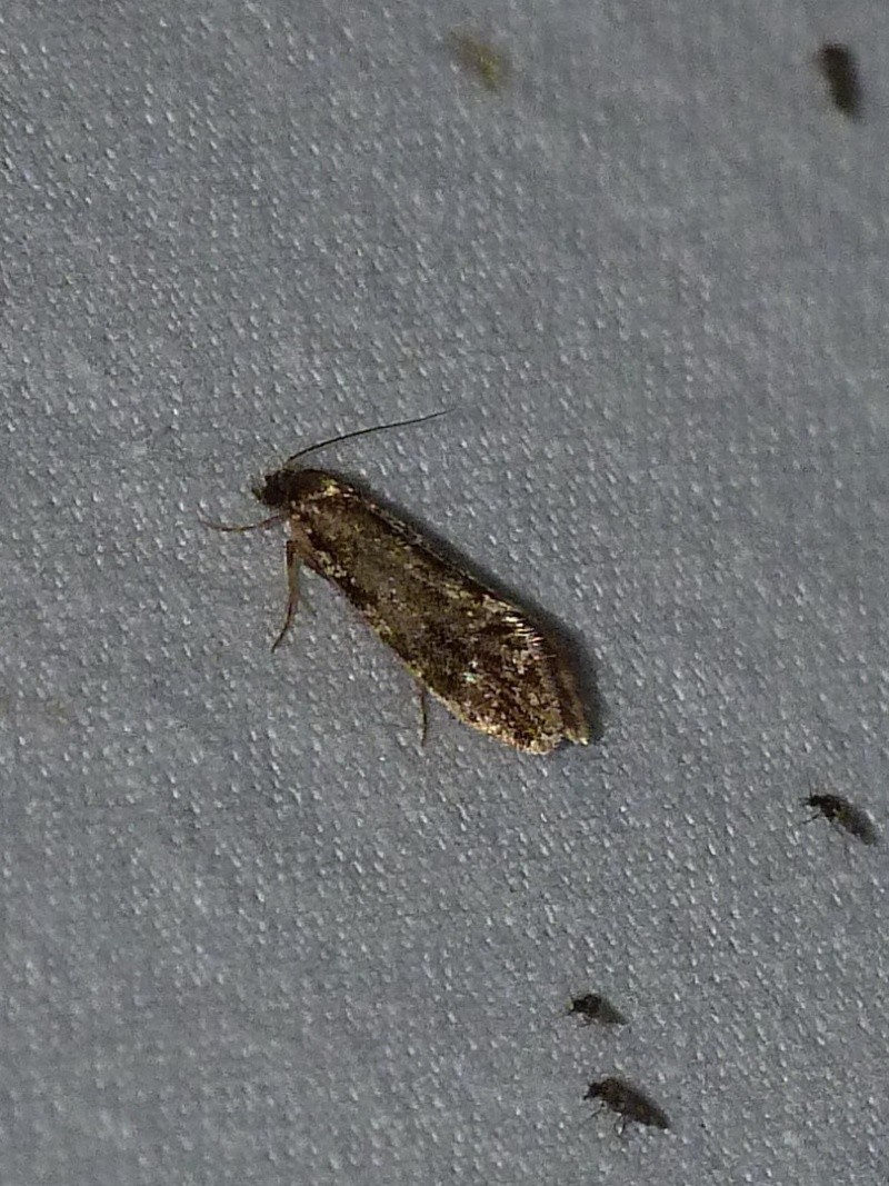 [Teleiodes luculella; Tineidae, Nemapogoninae; Nomophila noctuella]  Micros du 20 juin fin; 1-412