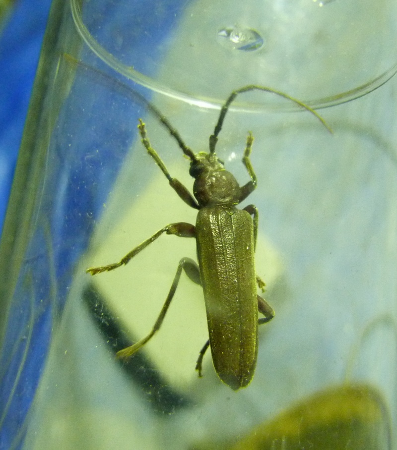 [Prionus coriarius, Necrodes littoralis, Arhopalus rusticus] Coléoptères du 6 juillet, 1_113